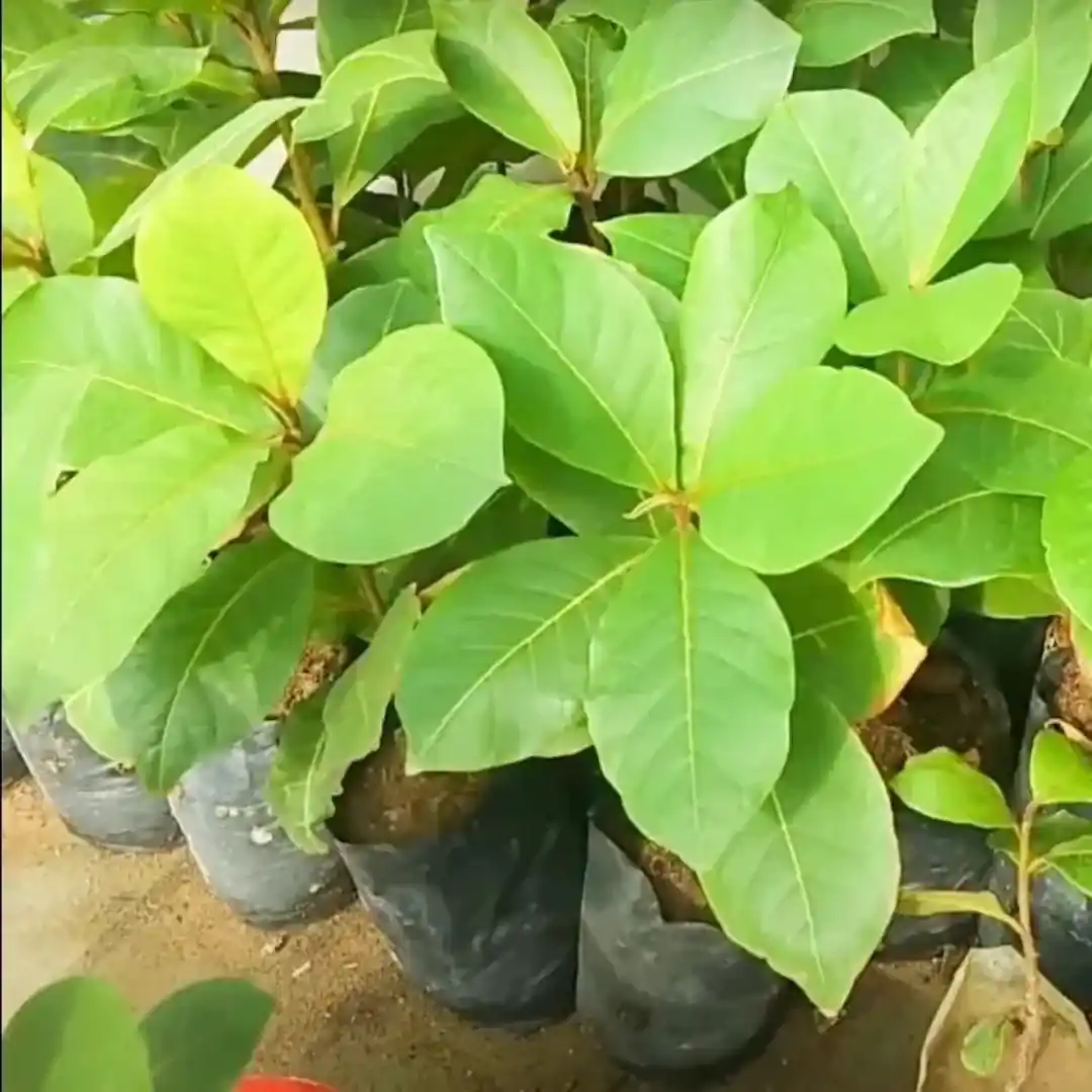 Mithi Badam